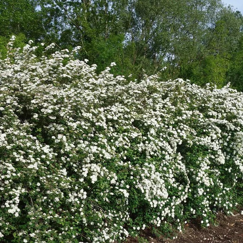 Jardin à découvrir：Spirea Van Houttei - Pot de 5L