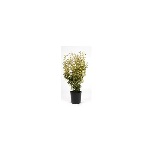 Jardin simple：Olivier de Bohême Elaeagnus Ebbingei en pot de 35 L 150/175 cm