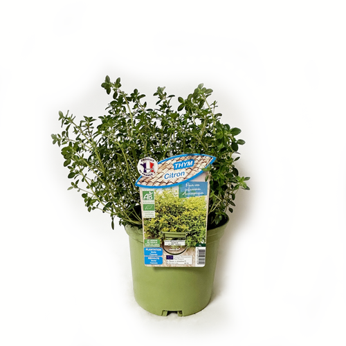 THYM CITRON BIO - POT DE 1L