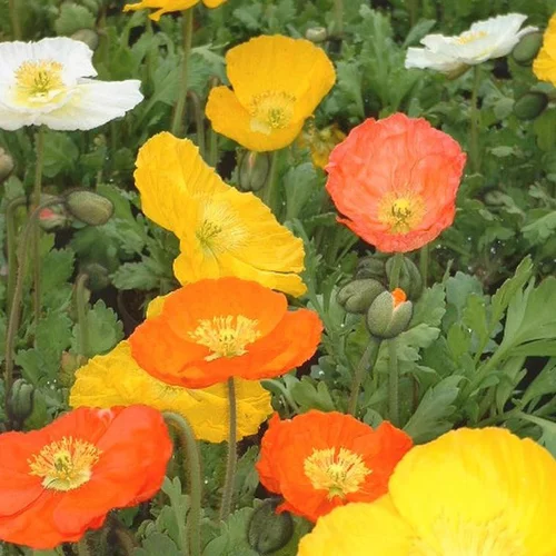 À découvrir au jardin：Pavot d’Islande jaune en pot de 2 L