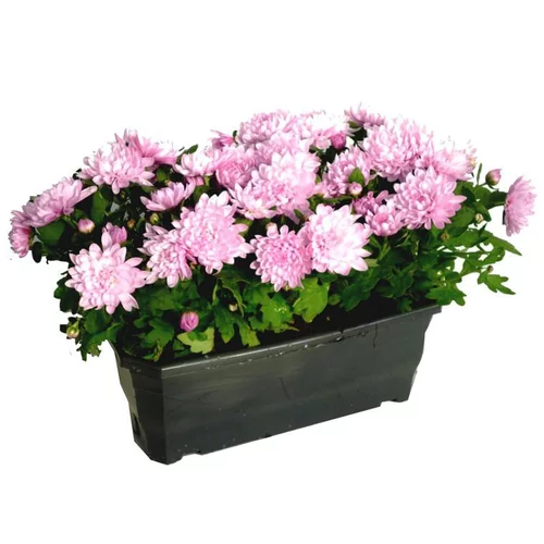 Pour votre confort au jardin：Chrysantheme Multifleurs - La jardinière