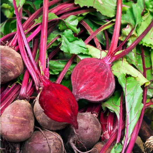 Betterave rouge Robuschka | Semences bio et reproductibles