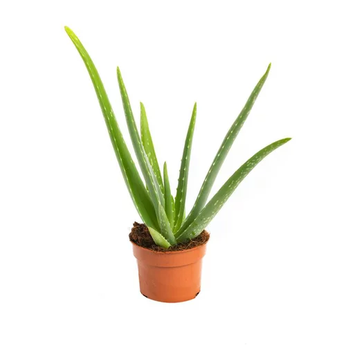 Pour compléter vos extérieurs：Aloe vera en pot Ø 12 cm