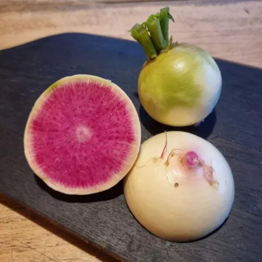 Winter-radijs Red Meat | Biologische en reproduceerbare zaden