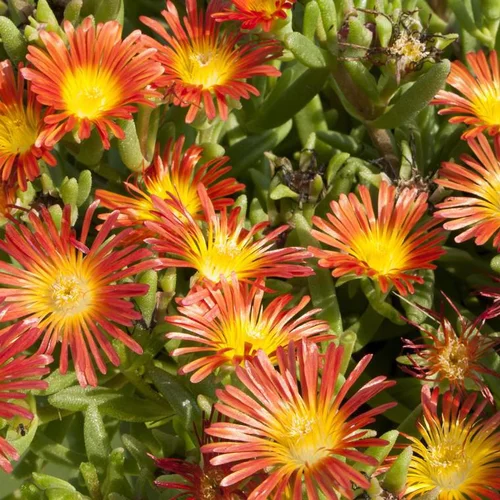 Bien au jardin：Pourpier Vivace Wow Orange Wonder - Le pot de 1 litre