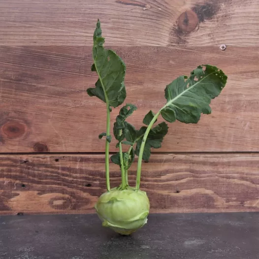 Bio zaden van Koolrabi Delikatess wit