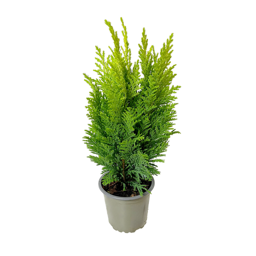 CONIFÈRES VARIÉS - POT Ø9CM