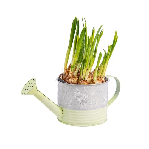 Pratique au jardin:Narcisse dans cache-pot arrosoir en zinc Ø 12 cm