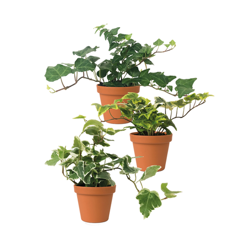 LIERRES VARIÉS - POT ∅9CM