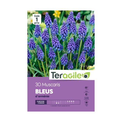BULBES DE MUSCARIS 'BLEUS' D'ARMÉNIE - TERAGILE® - X30