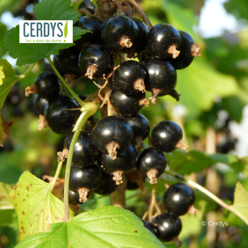 CASSIS 'BLACKDOWN' - POT DE 1,5L