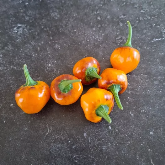 Chili peper Golden Nugget | Bio en reproduceerbare zaden