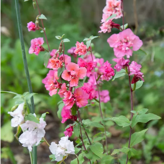 Godétia (Clarkia unguiculata) | Semences bio et reproductibles