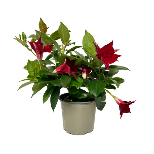 DIPLADENIA DIAMANTINA MIX - POT ⌀13CM