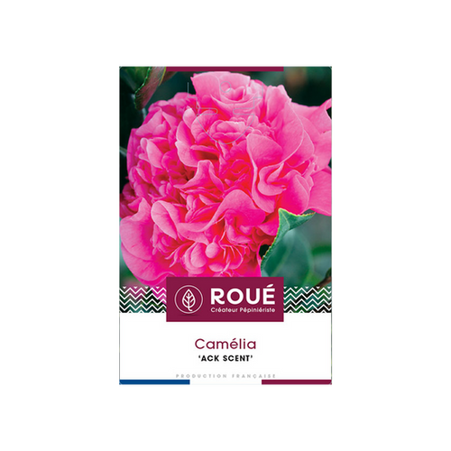 CAMELIA 'ACK SCENT' - POT 15 L