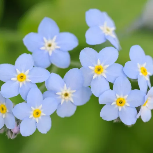 Myosotis | Fleurs bio et reproductibles