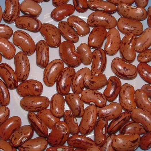 Semences bio et reproductibles de Haricot Langue de Feu