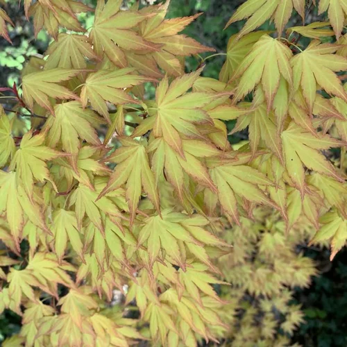 Ambiance jardin：Érable du Japon variété Orange Dream. Le pot de 5 litres