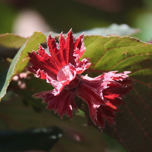 NOISETIER - CORYLUS MAXIMA PURPUREA (ROUGE DE ZELLER) - POT 5L
