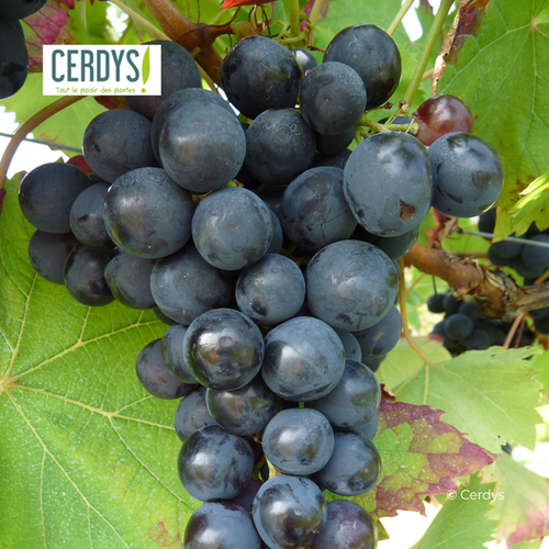 VIGNE 'ALPHONSE LAVALLÉE' - POT DE 1,5L
