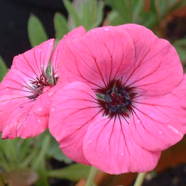 6 x Géranium vivace – Geranium cinereum 'Splendens', godet 9cm x 9cm