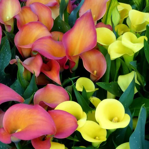 Une solution adaptée au jardin：Arum de - Le pot de 2 litres