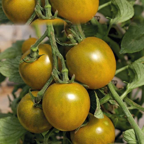Jardin utile：Tomate Cerise Ronde Green Grappe bio. Le pot de 9 x 9 cm