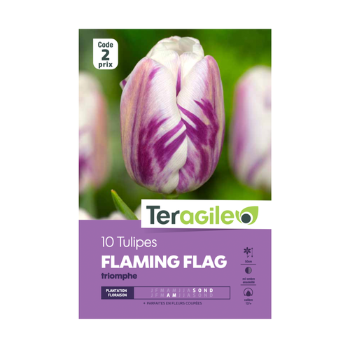 BULBES DE TULIPES 'FLAMING FLAG' TRIOMPHE - TERAGILE® - X10