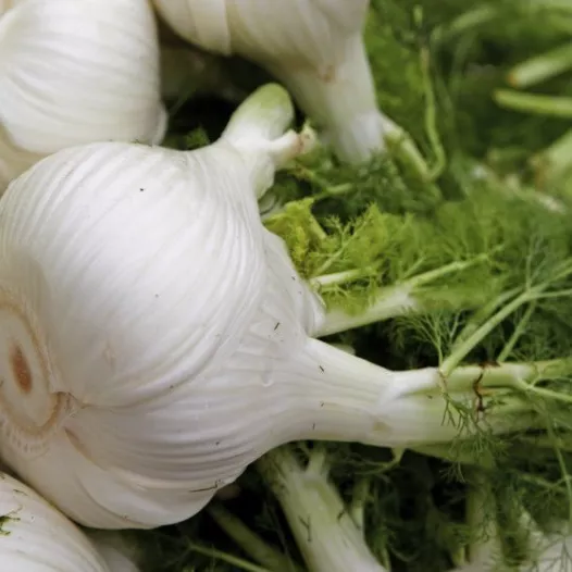 Biologische en reproduceerbare zaden van Venkel zacht Selma