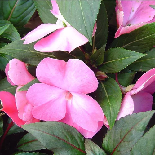 Choix jardin：Impatiens Sunpatiens - Le pot de 1 litre