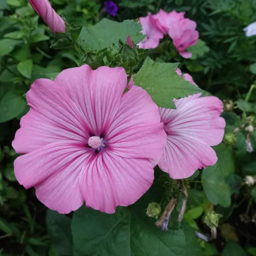 Bio zaden van Lavatera, grote bloemen