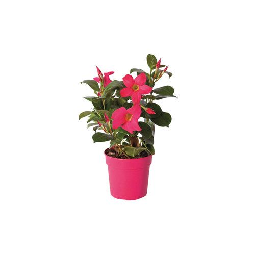 DIPLADENIA 'MANDEVILLA' - POT ∅10,5CM