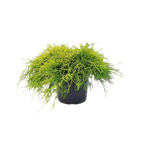 Tout pour le jardin：Chamaecyparis Pisifera Sungold (Cyprès Sawara) en pot de 5 L jaune