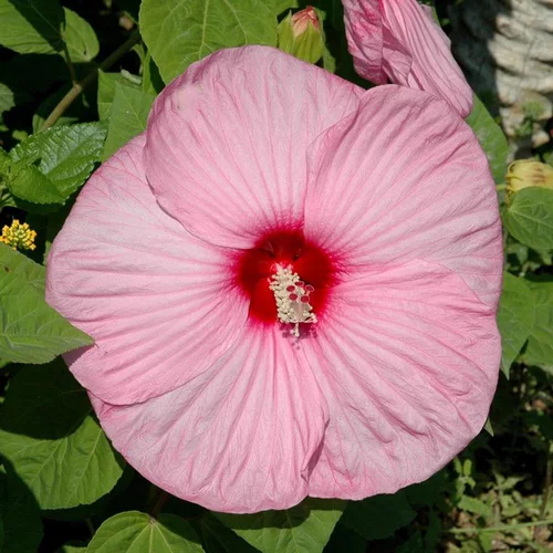 Confort dehors:Hibiscus Moscheutos - Le pot de 7,5 litres