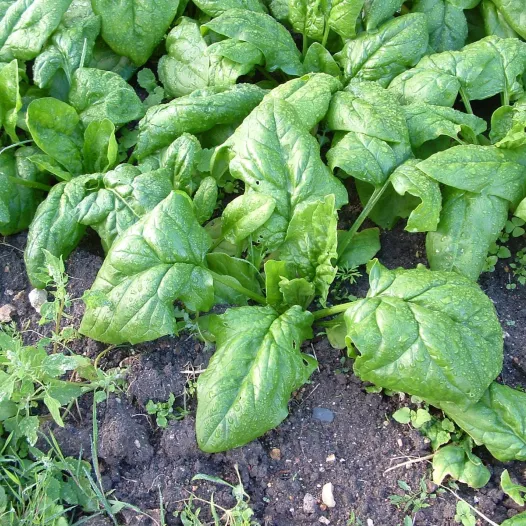 Semences biologiques d'Epinard hâtif à Grandes Feuilles