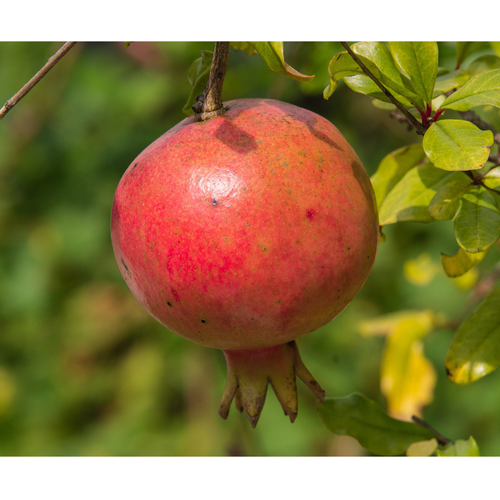GRENADIER - PUNICA GRANATUM PROVENCE - POT 3L