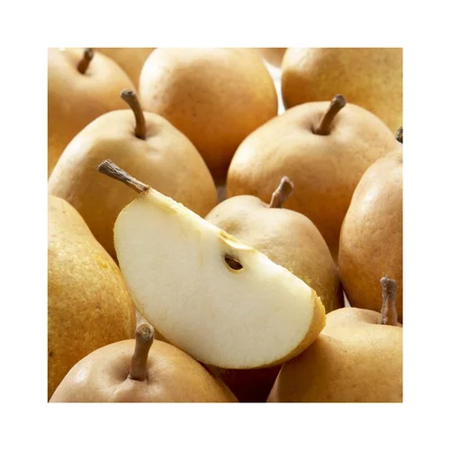 Un atout pour vos extérieurs：Poirier Delbard D'Automne ® Delsanne. Le pot de 12 litres, forme gobelet