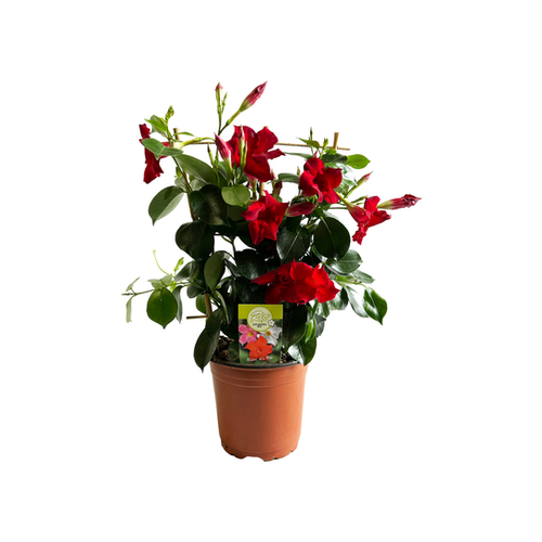 DIPLADENIA ARCEAU DOUBLE - POT ⌀14CM