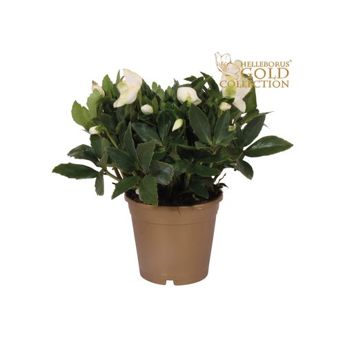 HELLEBORUS NIGER 'GOLD COLLECTION' ∅15CM