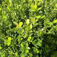 Maison & jardin：Buis Buxus Micro. Faulkner en pot de 30 L 100/120 cm