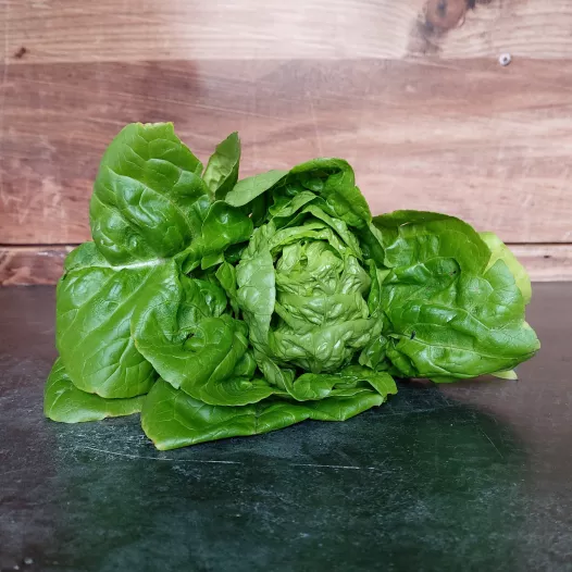 Graines bio de Laitue pommée d'été Sucrine