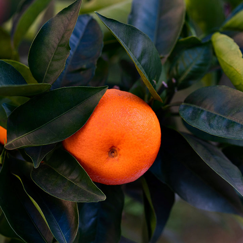 MANDARINIER SATSUMA MIYAGAWA (CITRUS UNSHIU) - POT DE 5L - 1/4 TIGE