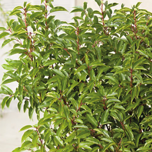 LAURIER DU PORTUGAL (PRUNUS LUSITANCIA) - 10L