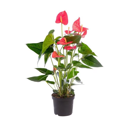 Jardin & pratique：Anthurium Mystique pot Ø17 cm/ H55 cm
