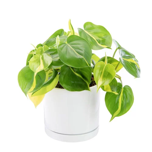 Votre allié au jardin：Philodendron scandens Brazil vert en pot blanc émaillé botanic®. Le pot Ø 15 cm