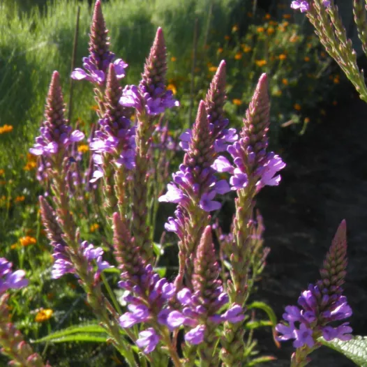 Graines bio de Verveine rugueuse