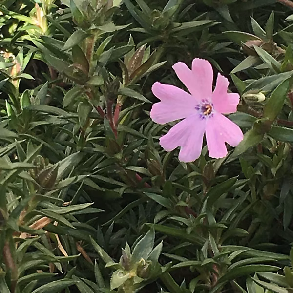 6 x Phlox nain 'Lilac Cloud' – Phlox douglasii 'Lilac Cloud' | godet 9cm x 9cm