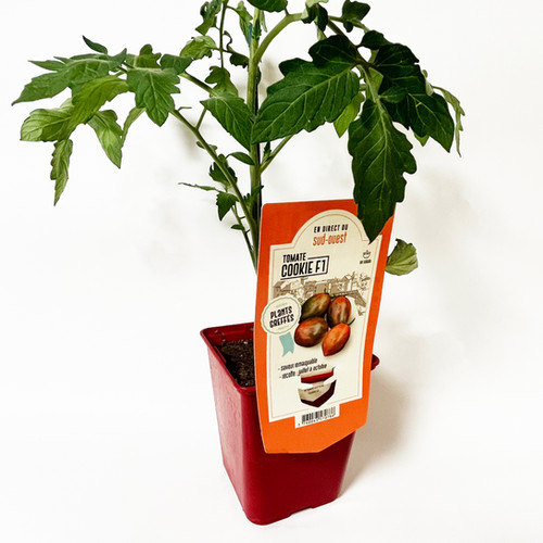 TOMATE GREFFÉE 'COOKIE F1' - POT DE 1L