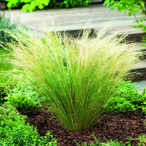 Jardin durable：Stipa tenuissima Ponytails vert botanic®. Le pot de 2 litres