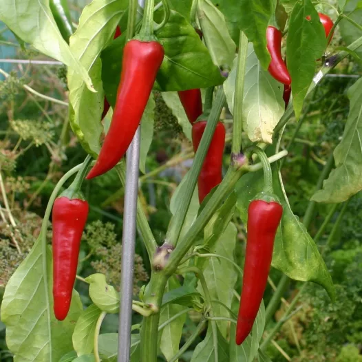 Bio zaden van Spaanse peper uit Cayenne